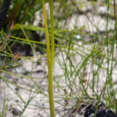 Prasophyllum elatum at Jerrawangala, NSW - suppressed