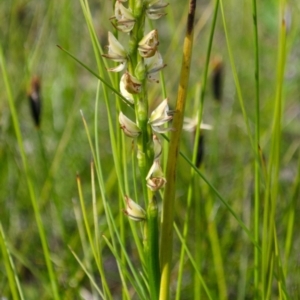 Prasophyllum elatum at Jerrawangala, NSW - 22 Sep 2013