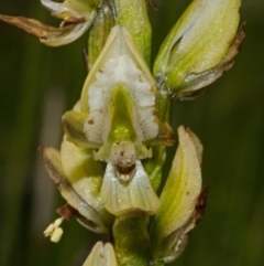 Prasophyllum elatum at Jerrawangala, NSW - 22 Sep 2013