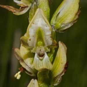 Prasophyllum elatum at Jerrawangala, NSW - suppressed