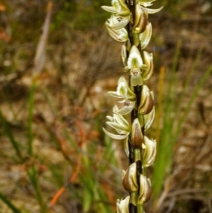 Prasophyllum elatum at Barringella, NSW - 27 Sep 2005