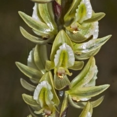 Prasophyllum elatum at Barringella, NSW - 27 Sep 2005