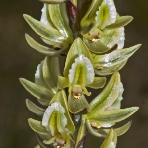 Prasophyllum elatum at Barringella, NSW - 27 Sep 2005