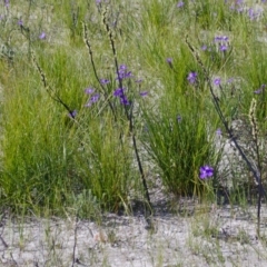 Prasophyllum elatum at Jerrawangala, NSW - suppressed