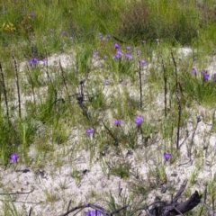 Prasophyllum elatum at Jerrawangala, NSW - suppressed