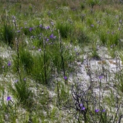 Prasophyllum elatum at Jerrawangala, NSW - suppressed