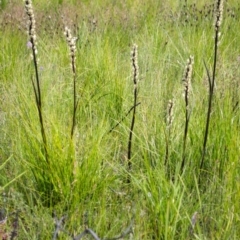 Prasophyllum elatum at Jerrawangala, NSW - suppressed