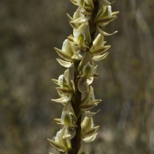 Prasophyllum elatum at Tianjara, NSW - 28 Sep 2010