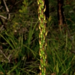 Prasophyllum elatum (Tall Leek Orchid) at South Pacific Heathland Reserve - 31 Oct 2013 by AlanS