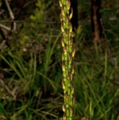 Prasophyllum elatum (Tall Leek Orchid) at Ulladulla, NSW - 1 Nov 2013 by AlanS