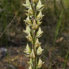 Prasophyllum elatum (Tall Leek Orchid) at Jerrawangala National Park - 29 Sep 2013 by AlanS