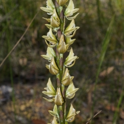 Prasophyllum elatum (Tall Leek Orchid) at Jerrawangala National Park - 29 Sep 2013 by AlanS