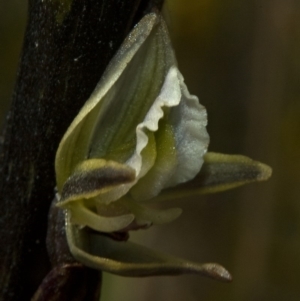 Prasophyllum elatum at Tianjara, NSW - suppressed