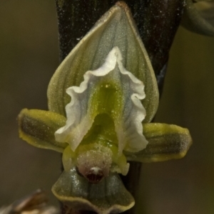 Prasophyllum elatum at Tianjara, NSW - suppressed