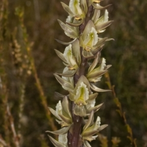 Prasophyllum elatum at Tianjara, NSW - suppressed