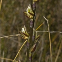 Prasophyllum elatum at Tianjara, NSW - suppressed