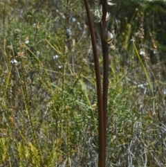 Prasophyllum elatum at Tianjara, NSW - suppressed