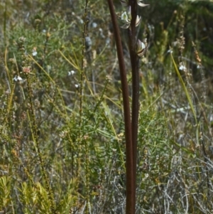 Prasophyllum elatum at Tianjara, NSW - suppressed