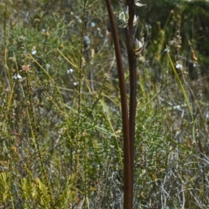 Prasophyllum elatum at Tianjara, NSW - 28 Sep 2010