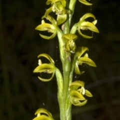 Prasophyllum flavum (Yellow Leek Orchid) at Jerrawangala National Park - 17 Dec 2008 by AlanS