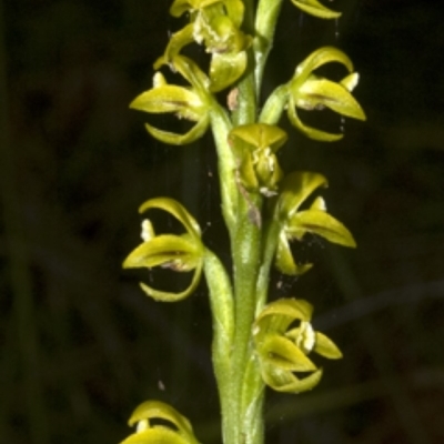Prasophyllum flavum (Yellow Leek Orchid) at Jerrawangala National Park - 17 Dec 2008 by AlanS