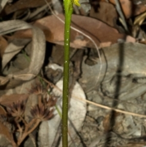 Prasophyllum flavum at Yerriyong, NSW - suppressed