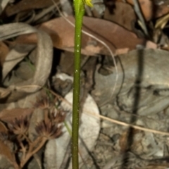Prasophyllum flavum (Yellow Leek Orchid) at Jerrawangala National Park - 1 Jan 2010 by AlanS
