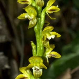 Prasophyllum flavum at Yerriyong, NSW - suppressed