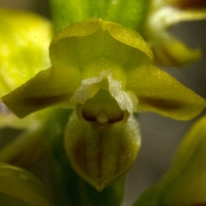 Prasophyllum flavum at Yerriyong, NSW - suppressed