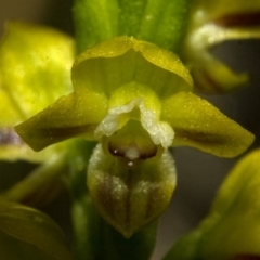 Prasophyllum flavum at Yerriyong, NSW - suppressed