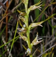 Prasophyllum sp. (A Leek Orchid) at Tianjara, NSW - 21 Sep 2013 by AlanS