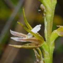 Prasophyllum sp. at Tianjara, NSW - suppressed