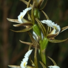 Prasophyllum sp. (A Leek Orchid) at Tianjara, NSW - 25 Sep 2010 by AlanS