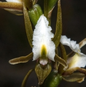 Prasophyllum sp. at Tianjara, NSW - suppressed