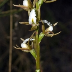 Prasophyllum sp. at Tianjara, NSW - suppressed
