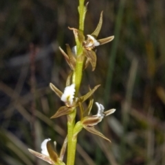 Prasophyllum sp. at Tianjara, NSW - suppressed