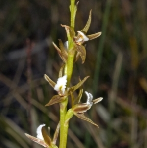 Prasophyllum sp. at Tianjara, NSW - 26 Sep 2010