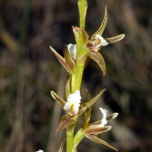 Prasophyllum sp. at Tianjara, NSW - suppressed