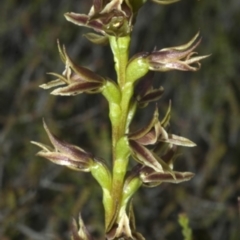 Prasophyllum sp. (A Leek Orchid) at Tianjara, NSW - 15 Nov 2008 by AlanS