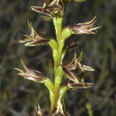 Prasophyllum sp. (A Leek Orchid) at Tianjara, NSW - 16 Nov 2008 by AlanS