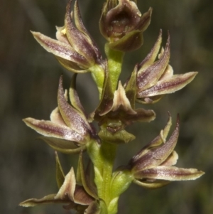 Prasophyllum sp. at Tianjara, NSW - 16 Nov 2008