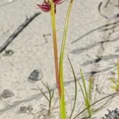 Prasophyllum sp. (A Leek Orchid) at Jerrawangala, NSW - 28 Sep 2013 by AlanS