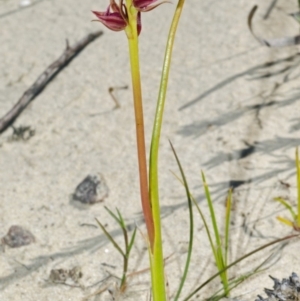 Prasophyllum sp. at Jerrawangala, NSW - suppressed