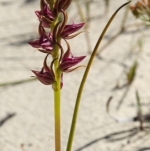 Prasophyllum sp. at Jerrawangala, NSW - suppressed