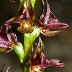 Prasophyllum sp. (A Leek Orchid) at Jerrawangala, NSW - 27 Sep 2005 by AlanS