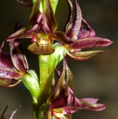Prasophyllum sp. (A Leek Orchid) at Jerrawangala, NSW - 27 Sep 2005 by AlanS