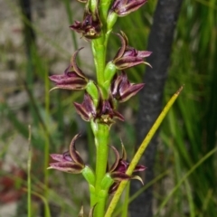 Prasophyllum sp. (A Leek Orchid) at Jerrawangala, NSW - 22 Sep 2013 by AlanS