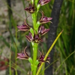 Prasophyllum sp. (A Leek Orchid) at Jerrawangala, NSW - 21 Sep 2013 by AlanS