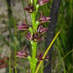 Prasophyllum sp. at Jerrawangala, NSW - suppressed