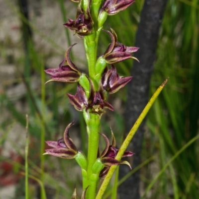 Prasophyllum sp. (A Leek Orchid) at Jerrawangala, NSW - 22 Sep 2013 by AlanS